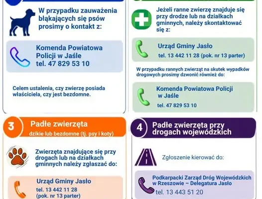 Gmina Jasło przypomina: jak zgłaszać zwierzęta bezdomne, ranne i padłe