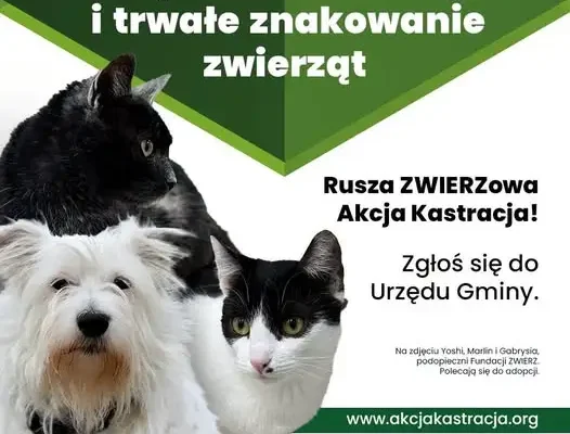 Gmina Skołyszyn: Rusza drugi nabór wniosków na dofinansowanie sterylizacji i kastracji zwierząt