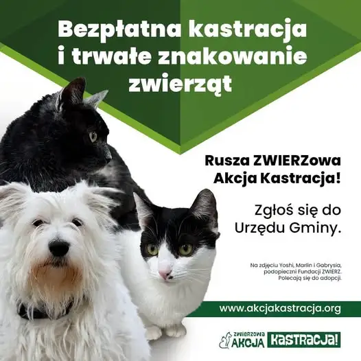 Gmina Skołyszyn: Rusza drugi nabór wniosków na dofinansowanie sterylizacji i kastracji zwierząt