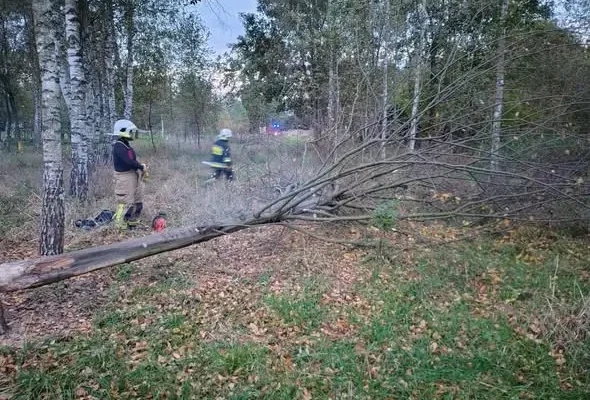 Powalone drzewo na linii energetycznej w Kołaczycach – interwencja strażaków OSP KSRG