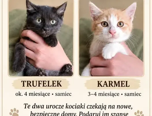 Nowy Żmigród: dwa kociaki szukają domu – Trufelek i Karmel czekają na adopcję