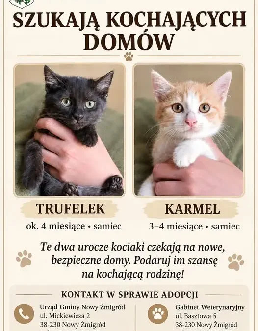 Nowy Żmigród: dwa kociaki szukają domu – Trufelek i Karmel czekają na adopcję