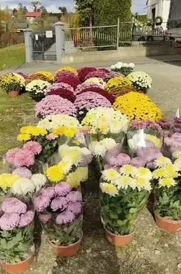 Chryzantemy przy cmentarzu w Warzycach – sprzedaż od 28 do 31 października